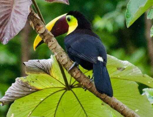 Costa Rica Surf & Adventure Guide