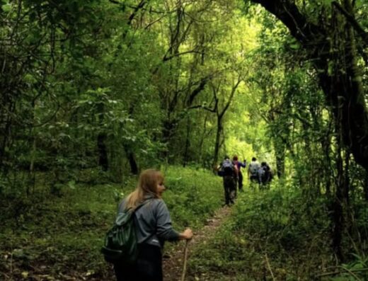 Hiking in lush green forest with a group of adventurers enjoying nature, perfect for outdoor activities like climbing, yoga, and wellness retreats.