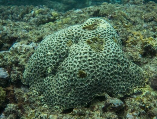 Coral reef with vibrant marine life at Nyang Ebay Surf Camp Siberut, showcasing diverse underwater ecosystems ideal for snorkeling and diving enthusiasts.